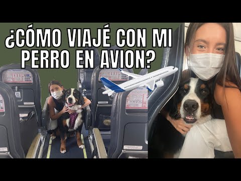 Como preparar a mi perro para viajar en avión